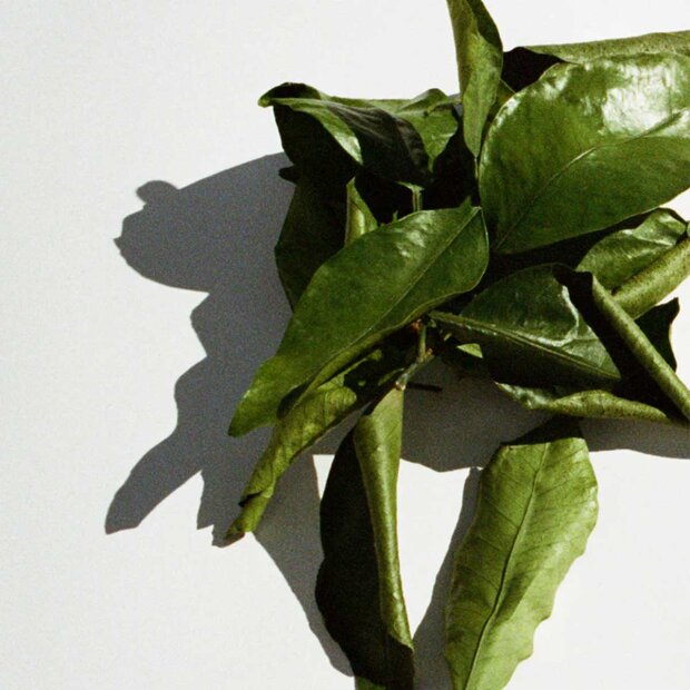 LA BRUKET - HAND CREME 30 ML | GRAPEFRUIT LEAF