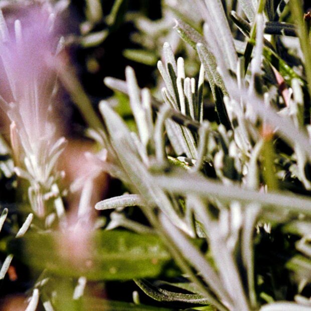 LA BRUKET - HAND CREME 30 ML | SAGE/ROSEMARY/LAVENDER