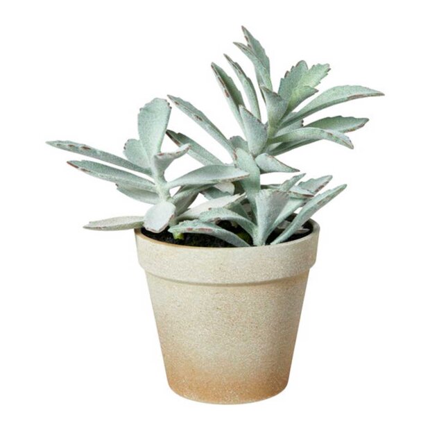 SPEEDTSBERG - SUKKULENT I POTTE  18X20 CM