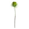 SPEEDTSBERG - PROTEA PINCUSHION 60CM | GREEN