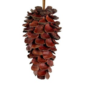 SHISHI - KOGLE AF KASTANJESKAL 20CM