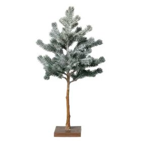 SPEEDTSBERG - GRANTRÆ OPSTAMMET M/SNE H48CM