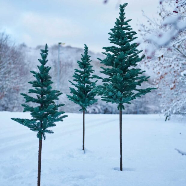 SPEEDTSBERG - GRANTRÆ M/FOD