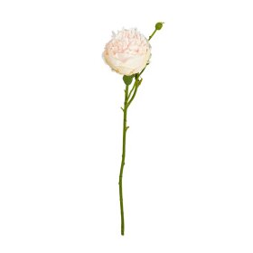 SPEEDTSBERG - PÆON STILK 64 CM | ROSE