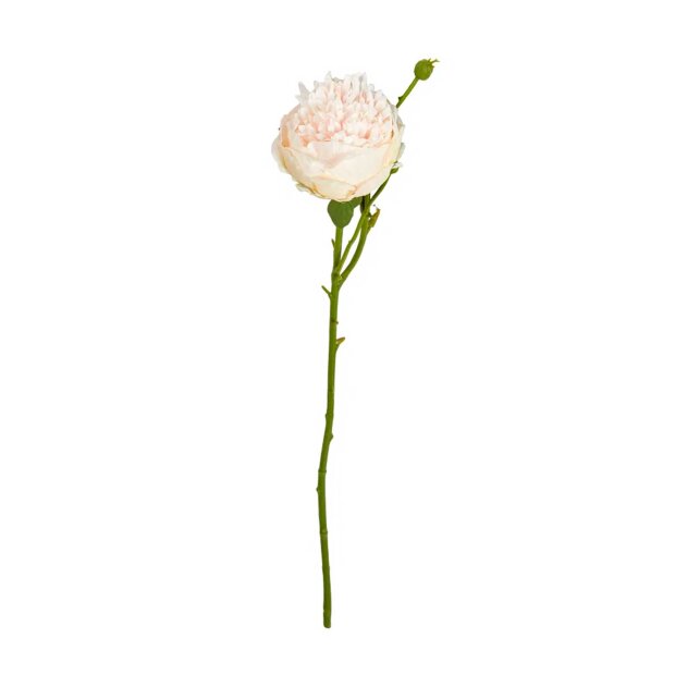 SPEEDTSBERG - PÆON STILK 64 CM | ROSE