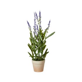 SPEEDTSBERG - LAVENDEL I POTTE 33 CM | PURPLE