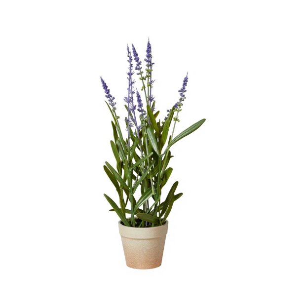 SPEEDTSBERG - LAVENDEL I POTTE 33 CM | PURPLE