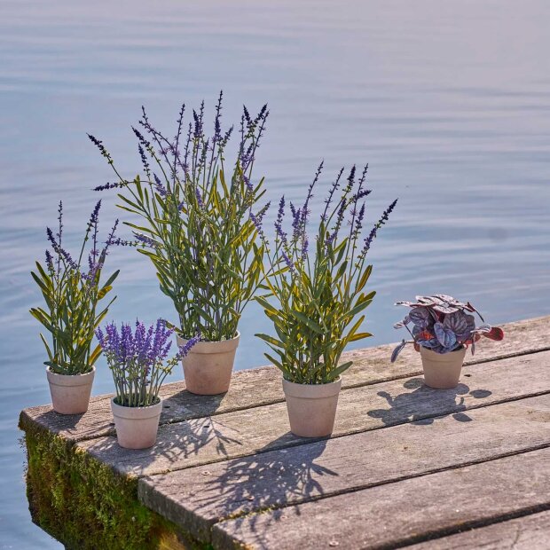 SPEEDTSBERG - LAVENDEL I POTTE 33 CM | PURPLE