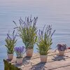 SPEEDTSBERG - LAVENDEL I POTTE 43 CM | PURPLE SPEEDTSBERG - LAVENDEL I POTTE 43 CM | PURPLE