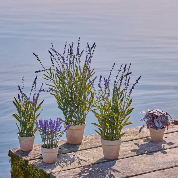 SPEEDTSBERG - LAVENDEL I POTTE 43 CM | PURPLE
