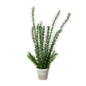 SPEEDTSBERG - ROSMARIN I POTTE 58 CM | GREEN