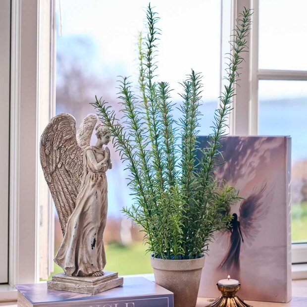 SPEEDTSBERG - ROSMARIN I POTTE 58 CM | GREEN