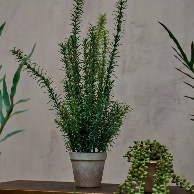 SPEEDTSBERG - ROSMARIN I POTTE 58 CM | GREEN