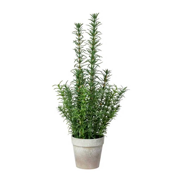 SPEEDTSBERG - ROSMARIN I POTTE 41 CM | GREEN