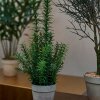 SPEEDTSBERG - ROSMARIN I POTTE 41 CM | GREEN