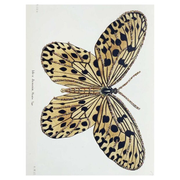 VANILLA FLY - LYKØNSKNINGSKORT | BUTTERFLY