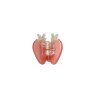 MAANESTEN - SMALL STRAWBERRY HAIRCLAW CRANBERRY