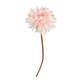 SPEEDTSBERG - GEORGINE STILK | ROSE