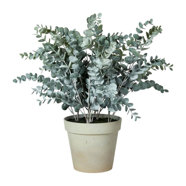 SPEEDTSBERG - EUKALYPTUS I POTTE | GREY/WHITE