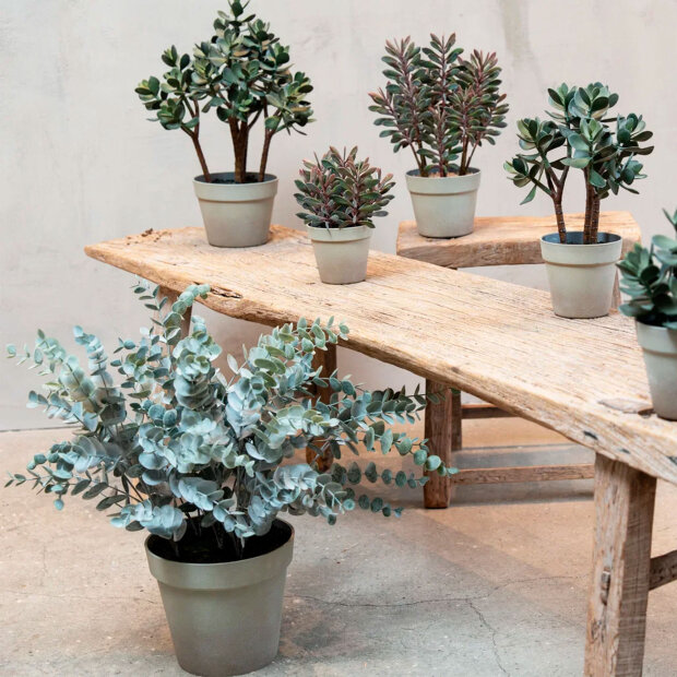 SPEEDTSBERG - EUKALYPTUS I POTTE | GREY/WHITE