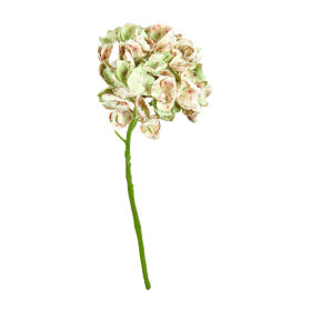 SPEEDTSBERG - HORTENSIA STILK | GREEN/ROSE SPOT SPEEDTSBERG - HORTENSIA STILK | GREEN/ROSE SPOT