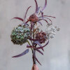 SPEEDTSBERG - HORTENSIA STILK | PALE PURPLE/GREEN SPEEDTSBERG - HORTENSIA STILK | PALE PURPLE/GREEN