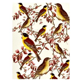 VANILLA FLY - GREETING CARD | SPRING BIRDS